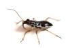 Himacerus major